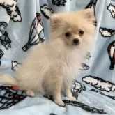 ポメラニアン