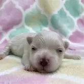 マルチーズ