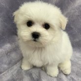 マルチーズ