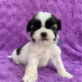 シーズー【茨城県・男の子・2025年10月20日・ホワイト&ゴールド】の写真1