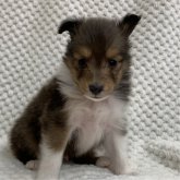 シェットランドシープドッグ