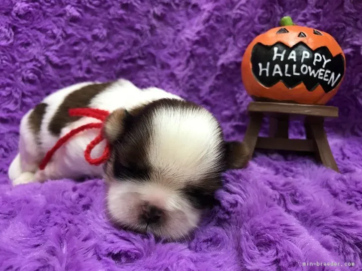 ID：1709-01159の子犬