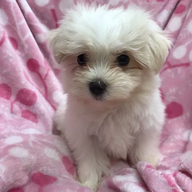 ID：2005-01992の子犬