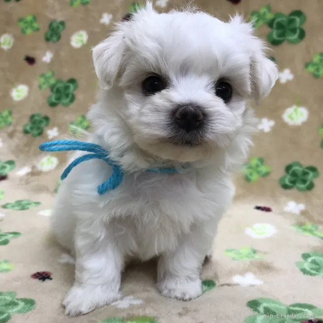 ID：2106-01724の子犬