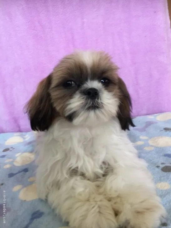 ID：1610-00442の子犬