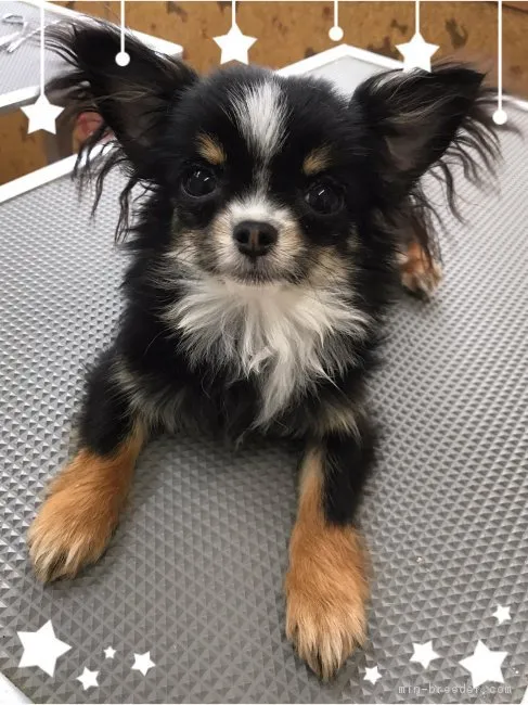 ID：1709-01648の子犬