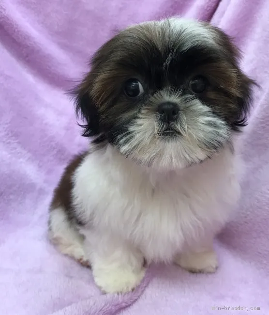 ID：1906-01235の子犬
