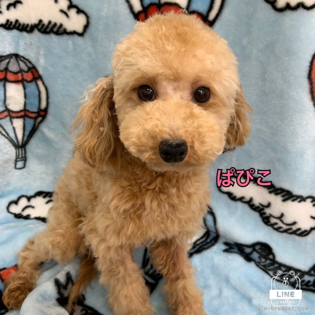 トイプードル【・女の子・2023年7月2日・アプリコット】