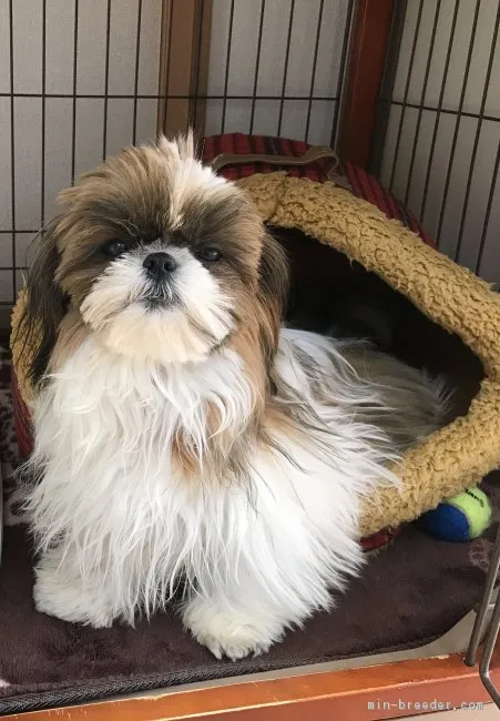 ID：1606-00602の子犬