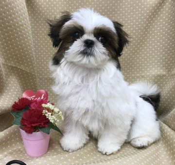 シーズー【茨城県・女の子・2018年1月17日・ホワイト&ブラウン】の写真「CH直子 とっても美人さん♡」