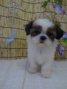シーズー【茨城県・女の子・2014年5月10日・ホワイト&ブラウン】の写真「」