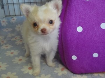 チワワ(ロング)【茨城県・男の子・2013年2月8日・ホワイト&クリーム】の写真「」