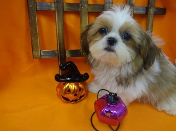 シーズー【茨城県・女の子・2014年6月25日・ホワイト&ゴールド】の写真「」