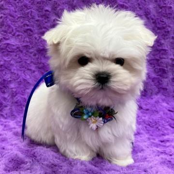マルチーズ【茨城県・男の子・2022年11月5日・ホワイト】の写真「可愛い男の子♡」