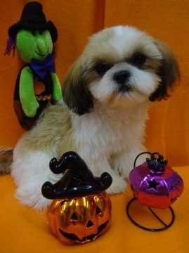 シーズー【茨城県・女の子・2014年5月10日・ホワイト&ゴールド】の写真「ママにそっくり(^^)甘えん坊な女の子♡」