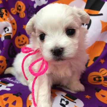 マルチーズ【茨城県・女の子・2020年9月22日・ホワイト】の写真「3姉妹の次女です♪」