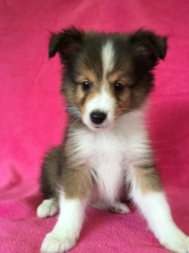 シェットランドシープドッグ【茨城県・男の子・2015年5月21日・セーブル&ホワイト】の写真「ムチムチのイケメン君！」