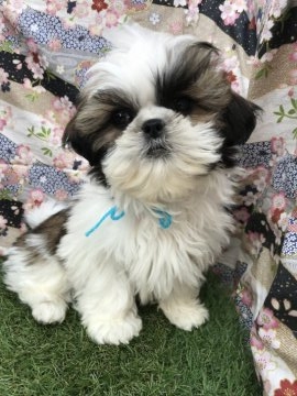 シーズー【茨城県・男の子・2018年10月16日・ホワイト&ブラウン】の写真「ヤンチャボーイ☆」