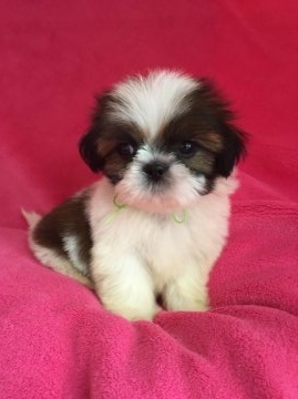 シーズー【茨城県・男の子・2015年7月12日・ホワイト&ゴールド】の写真「可愛い男の子！」