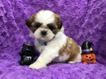 シーズー【茨城県・女の子・2017年8月31日・ホワイト&ゴールド】の写真「4姉妹☆四女」