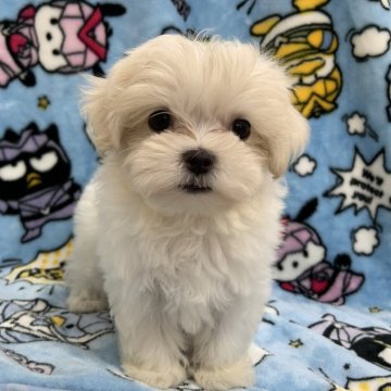 マルチーズ【茨城県・女の子・2024年7月4日・ホワイト】の写真「可愛い女の子♡」