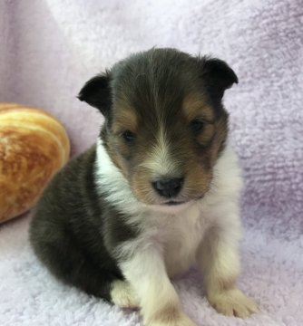 シェットランドシープドッグ【茨城県・女の子・2019年4月9日・セーブル】の写真「可愛い女の子♡」