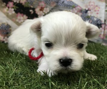 マルチーズ【茨城県・女の子・2018年12月17日・ホワイト】の写真「可愛い女の子♡」