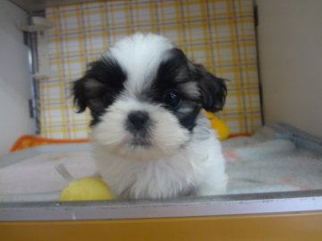 シーズー【茨城県・男の子・2013年2月16日・ホワイト&ブラウン】の写真「」