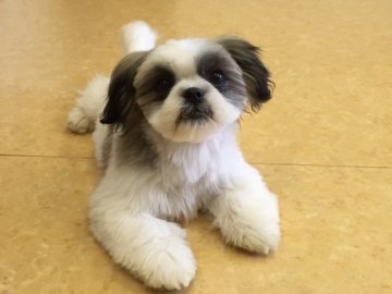 シーズー【茨城県・男の子・2014年12月10日・ホワイト&ゴールド】の写真「可愛いお顔の男の子！」