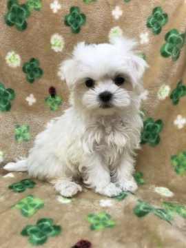 マルチーズ【茨城県・女の子・2020年10月17日・ホワイト】の写真「可愛い女の子♡」
