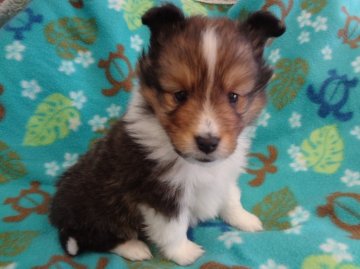 シェットランドシープドッグ【茨城県・男の子・2016年2月28日・セーブル】の写真「」