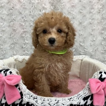 トイプードル(トイ)【茨城県・女の子・2024年8月12日・アプリコット】の写真「可愛い」