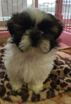 シーズー【茨城県・女の子・2016年2月20日・ホワイト&ゴールド】の写真「むっちり娘♡」