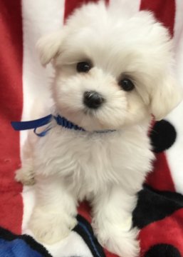 マルチーズ【茨城県・男の子・2018年5月5日・ホワイト】の写真「子供の日産まれ！」