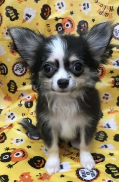 チワワ(ロング)【茨城県・男の子・2019年6月22日・ブラック、ホワイト&タン】の写真「換毛期で毛が(^^;   大丈夫！生えます！」