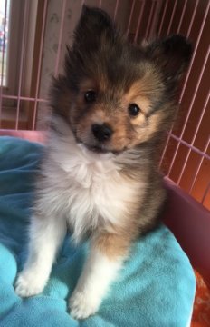 シェットランドシープドッグ【茨城県・女の子・2016年2月28日・セーブル】の写真「小さいけど元気いっぱい‼︎」