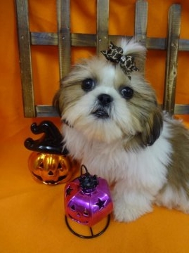 シーズー【茨城県・女の子・2014年6月25日・ホワイト&ゴールド】の写真「」