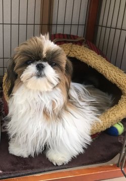 シーズー【茨城県・女の子・2016年5月27日・ホワイト&ブラウン】の写真「㊗稀勢の里横綱昇進特別記念価格！」