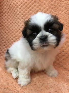 シーズー【茨城県・女の子・2018年6月3日・ホワイト&ゴールド】の写真「バランスのとれた美人さん♡」