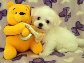 マルチーズ【茨城県・男の子・2012年9月22日・ホワイト】の写真「」
