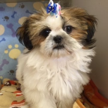 シーズー【茨城県・男の子・2014年12月23日・ホワイト&ゴールド】の写真「お顔立ちのハッキリしたイケメン君」