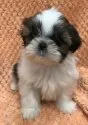 シーズー【茨城県・女の子・2017年9月18日・ホワイト&ブラウン】の写真1