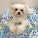 マルチーズ【茨城県・女の子・2020年2月29日・ホワイト】の写真5