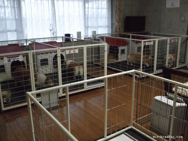 食事と就寝時は自分のお部屋に入ります。｜吉田　政司(よしだ　まさし)ブリーダー(長崎県・ウェルシュ・コーギー・ペンブローク・JKC登録)の紹介写真4