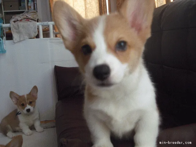 ID：1808-00148の子犬