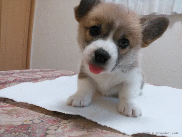 ID：1704-01670の子犬