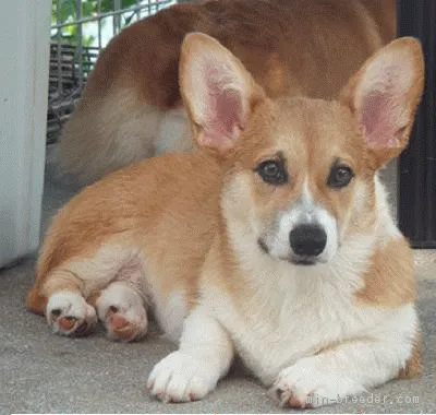 ID:1704-01665の子犬