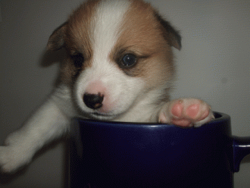 ウェルシュ・コーギー・ペンブローク【長崎県・女の子・2018年6月27日・レッド&ホワイト】の写真「パパはＤＭクリアの優良血統です。」