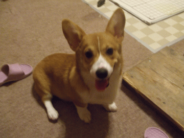 ウェルシュ・コーギー・ペンブローク【長崎県・女の子・2017年3月21日・レッド&ホワイト】の写真「優良血統」