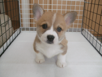 ウェルシュ・コーギー・ペンブローク【長崎県・男の子・2017年3月21日・レッド&ホワイト】の写真「優良血統」